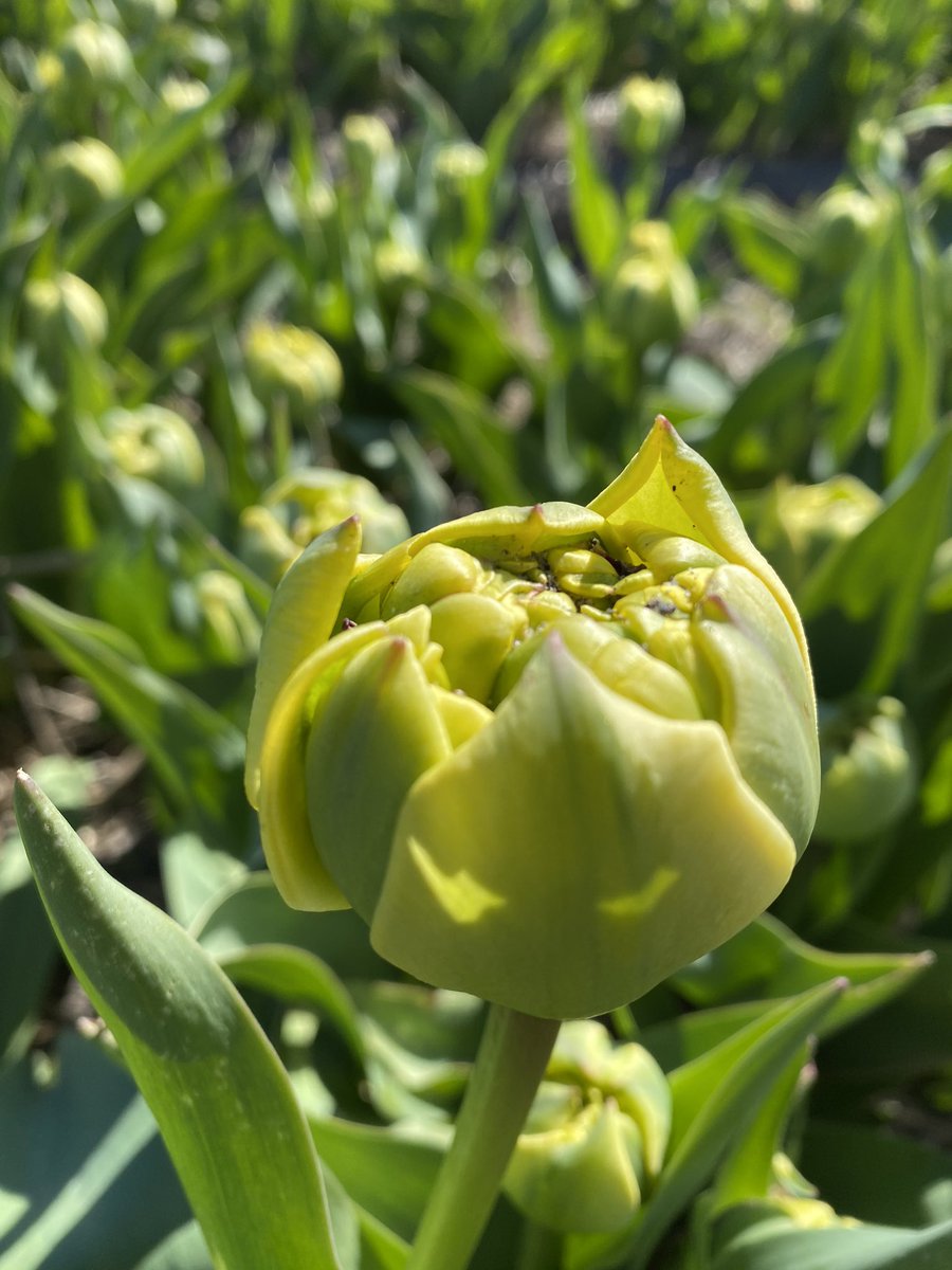 Hulstflowers's tweet photo. We zijn weer begonnen met onze pioentulpen. Mega zware kwaliteit nu leverbaar op #rfha en op #floriday #miranda #yellowpompenet https://t.co/wsK65U8gZP