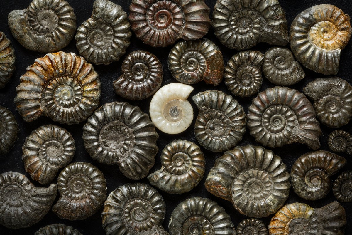 BTS as ammonites from the  @NHM_London collections: a thread