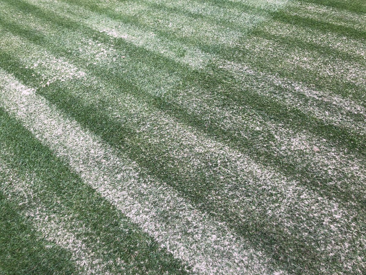 TurfSpartanLord's tweet photo. Bayonet tine aeration following a heavy sand topdressing today. The process will be finished tomorrow as we ran out of time on todayโs shift. #SocialDistancing #SportsFieldsAreEssential #SafeAndPlayable https://t.co/xkJ5XaNbYz