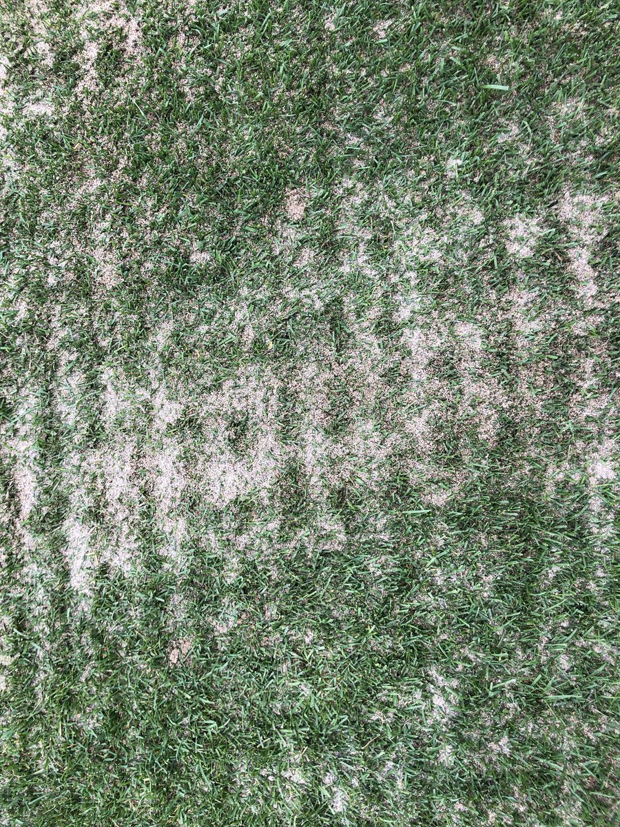 TurfSpartanLord's tweet photo. Bayonet tine aeration following a heavy sand topdressing today. The process will be finished tomorrow as we ran out of time on todayโs shift. #SocialDistancing #SportsFieldsAreEssential #SafeAndPlayable https://t.co/xkJ5XaNbYz