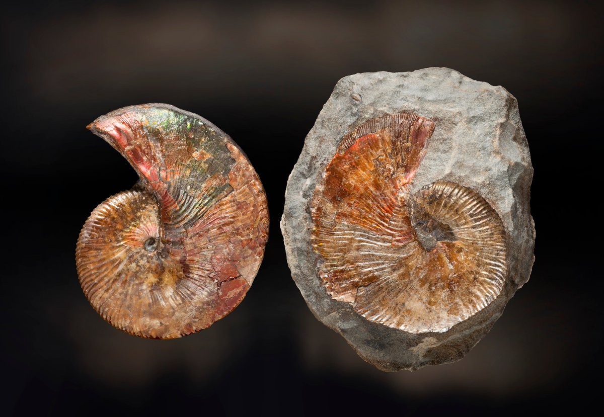 BTS as ammonites from the  @NHM_London collections: a thread