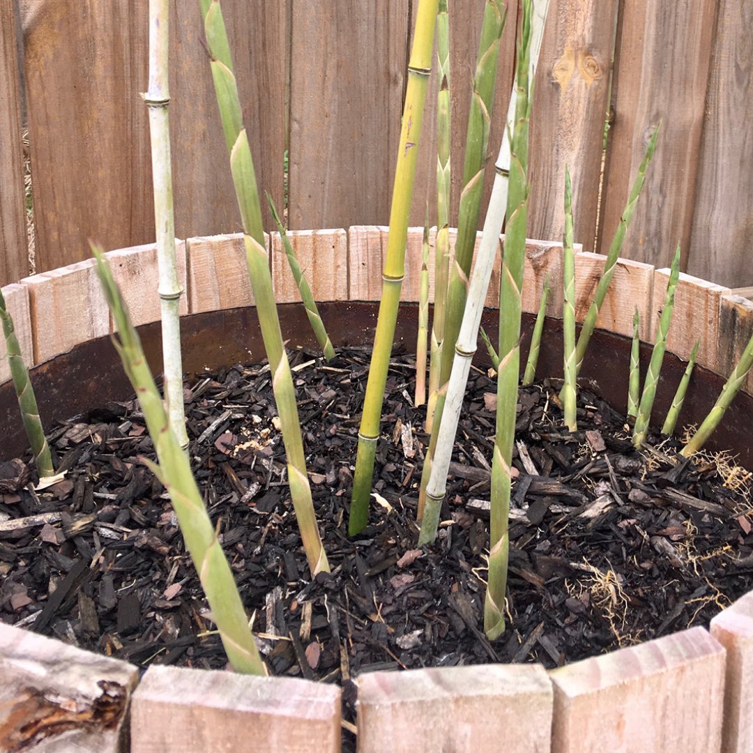 One of our wonderful customers sent us a picture of their bamboo growth and we had to share it with you! This is less than 1 year after the date of purchase and this Bissetii has 16 new shoots coming up!
#springhassprung #Bamboo #Bissetii #LewisBamboo