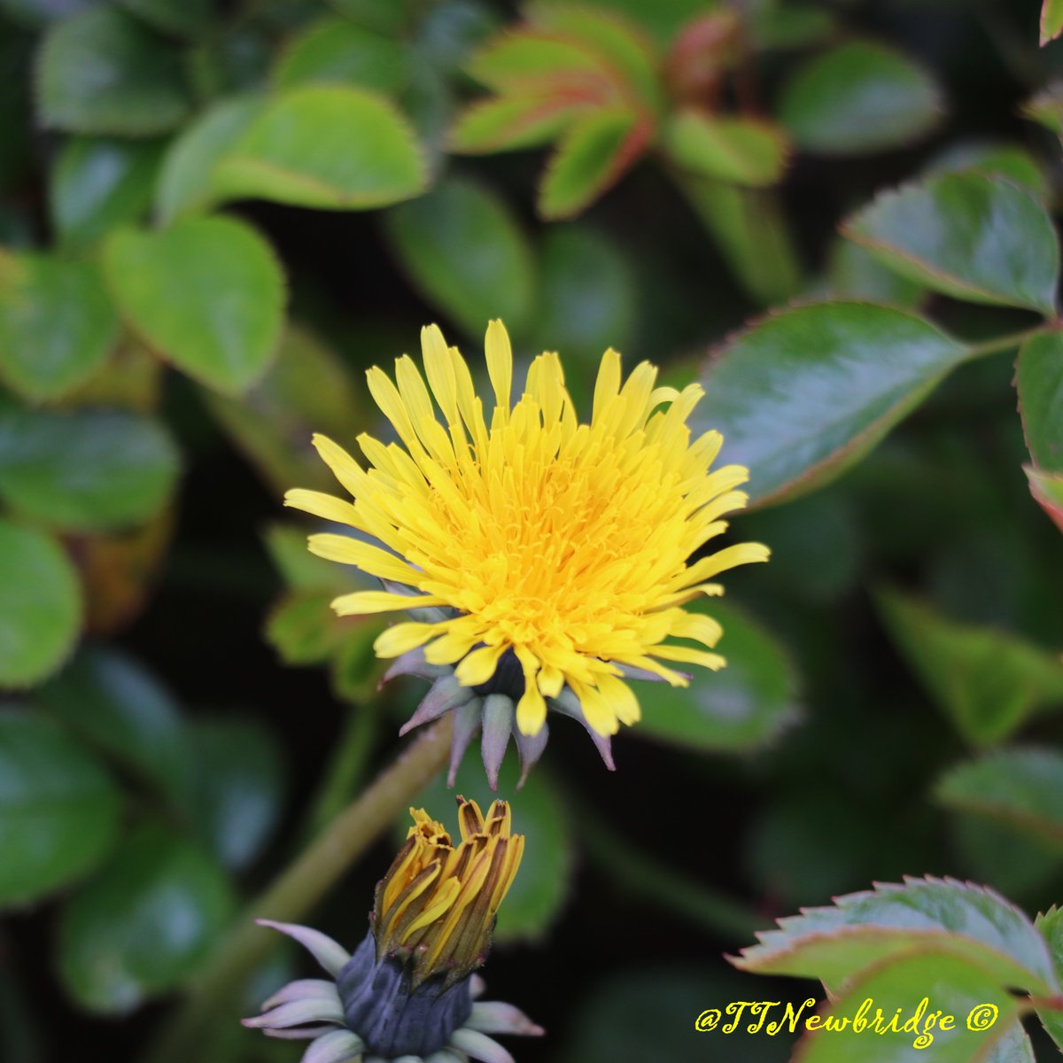TTNewbridge's tweet photo. Dandelion

The dandelion is perennial &amp; provides an early source of food for our #Bees, #Bumblebees some other pollinators.

This one has grown through a rose bed to a height of over two feet to reach sunlight.

#Dandelion 
Caisearbhán

#pollinators 
#wildflowerhour https://t.co/vDzAm5EPGP