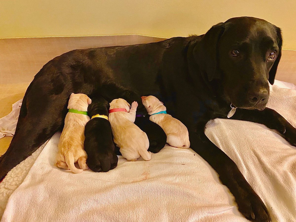 SSDOGS's tweet photo. Yesterday was a day of new beginnings. SSD Evidence gave birth to five puppies. Their father is Byron from @SEGuideDogs. Much has changed in these extraordinary times, but we’re excited to welcome these future #servicedogs into the world. #DogsChangeLives https://t.co/eTaCmfhiql