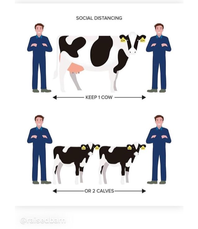fwssr's tweet photo. A friendly reminder about social distancing 🐄🐄 https://t.co/u0rJdsuMnJ