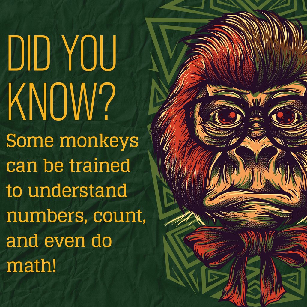 CheekyMonkeyMed's tweet photo. It's pretty heavy out there right now, so here's a #FunFact 
for you! Monkeys understand numbers and can even count. Some also understand arithmetic and, in rare cases, multiplication! How cool is that? https://t.co/ud8BIJpFFF