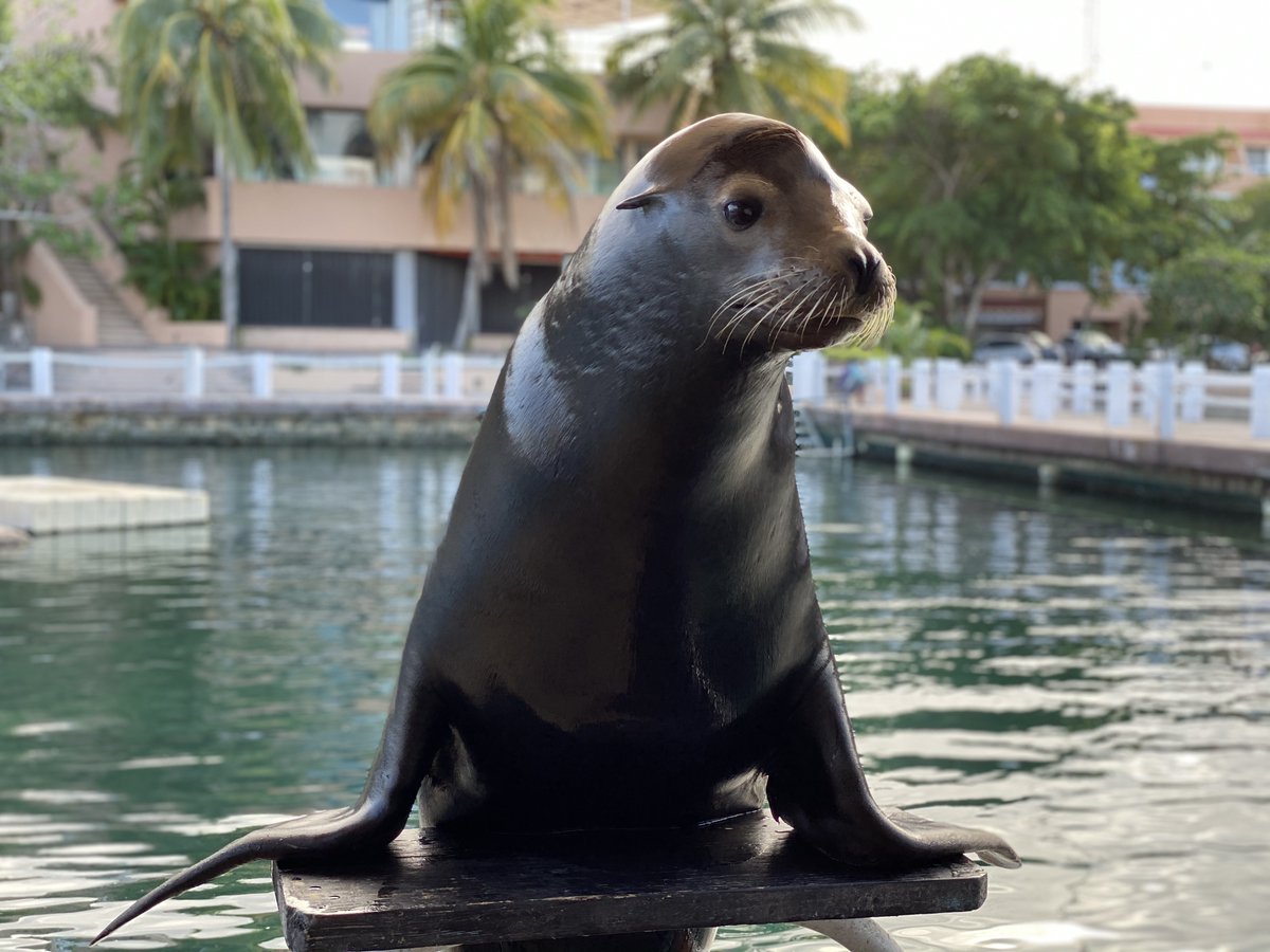 #DidYouKnow 🧐 The #SeaLions walk with their four fins and #Seals move on their belly 😯

#StayHome #SeeYouSoon #NatureAwareness #RivieraMaya