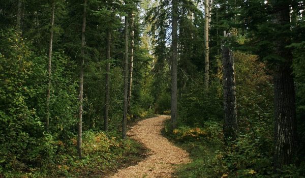 NewLeafPaper's tweet photo. Appreciating nature and forests more than ever now #QuarantineLife #socialdistancing https://t.co/627Y5fmsfk