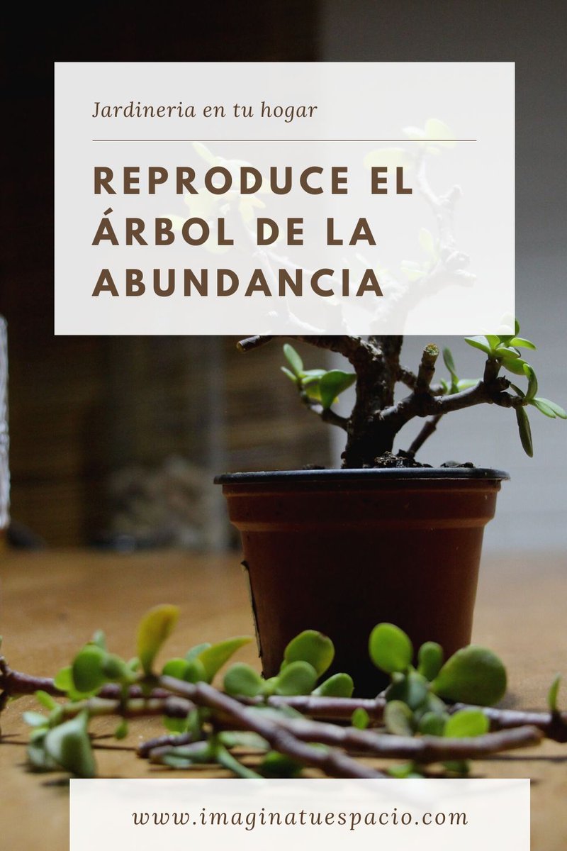 MamaCorajes's tweet photo. LA ABUNDANCIA NUNCA HABÍA SIDO TAN DELICIOSA (termina de leer el articulo y sabrás porque)

https://t.co/N5d2N4WQ88 #jardin #QuedateEnCasaYa #QuedateEnCasa  #abundancia https://t.co/CSWmVgxKbJ