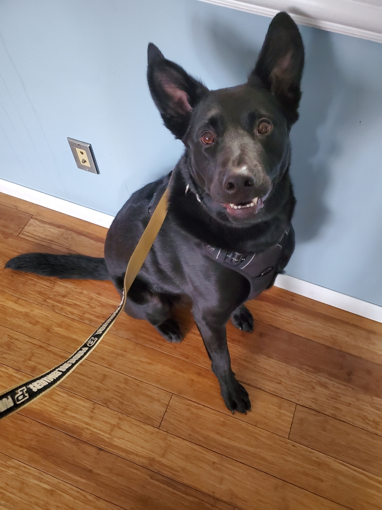 ThisCountsSJMed's tweet photo. Thanks to one of our followers who sent pictures of her dog from a walk today. "Just because we're social distancing doesn't mean we can't go for walks!" Show us in the comments how you're keeping active with your furry friends! #thiscounts https://t.co/aJwl2EQXQD