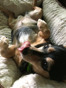 LisaMaryMacNair's tweet photo. #TongueOutTuesday Ruby and Rufus, furry love bags. About to take a #daytimenap with them to make up for last's night's insomnia. #dogsoftwitter #dogsofquarantine https://t.co/9kxLTfCD7s