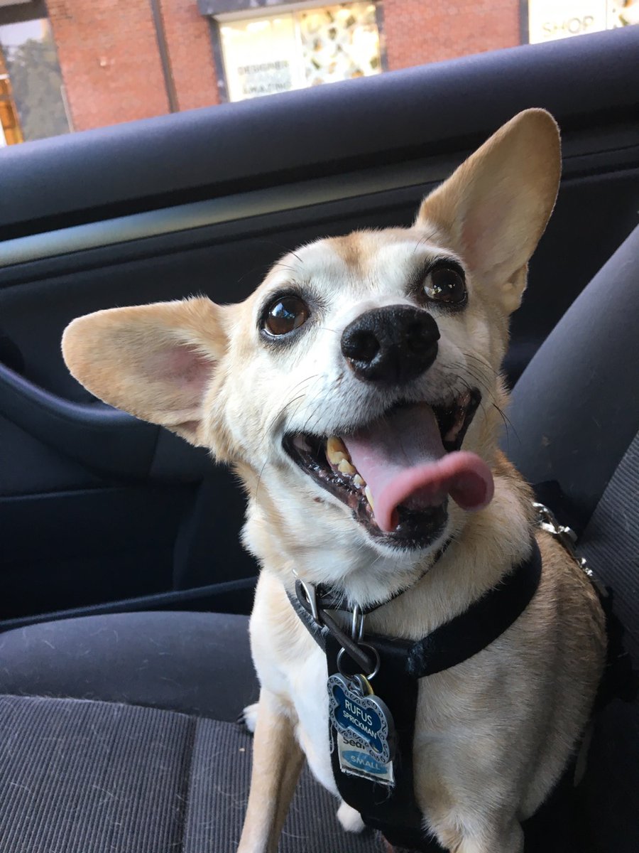 LisaMaryMacNair's tweet photo. #TongueOutTuesday Ruby and Rufus, furry love bags. About to take a #daytimenap with them to make up for last's night's insomnia. #dogsoftwitter #dogsofquarantine https://t.co/9kxLTfCD7s