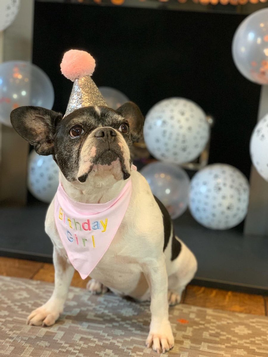 westminsterwags's tweet photo. Wishing our gorgeous client, Coco, a belated 11th birthday! 🎁🎉🎁
We absolutely adored these pictures of her celebrating with her little sister Frieda at the weekend! 
Miss you, ladies and bon anniversaire, Coco x 
#WagsFamily https://t.co/F64ROcAtqd