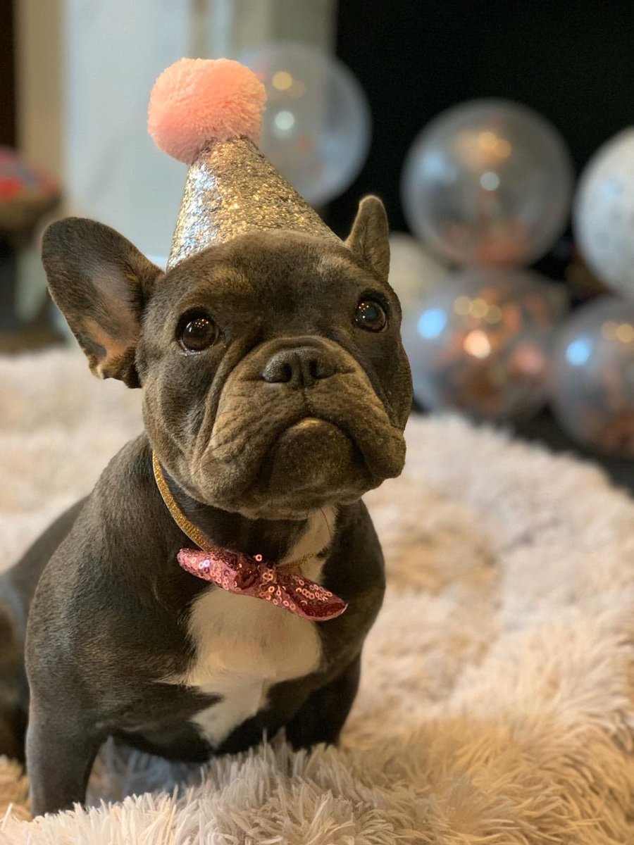 westminsterwags's tweet photo. Wishing our gorgeous client, Coco, a belated 11th birthday! 🎁🎉🎁
We absolutely adored these pictures of her celebrating with her little sister Frieda at the weekend! 
Miss you, ladies and bon anniversaire, Coco x 
#WagsFamily https://t.co/F64ROcAtqd