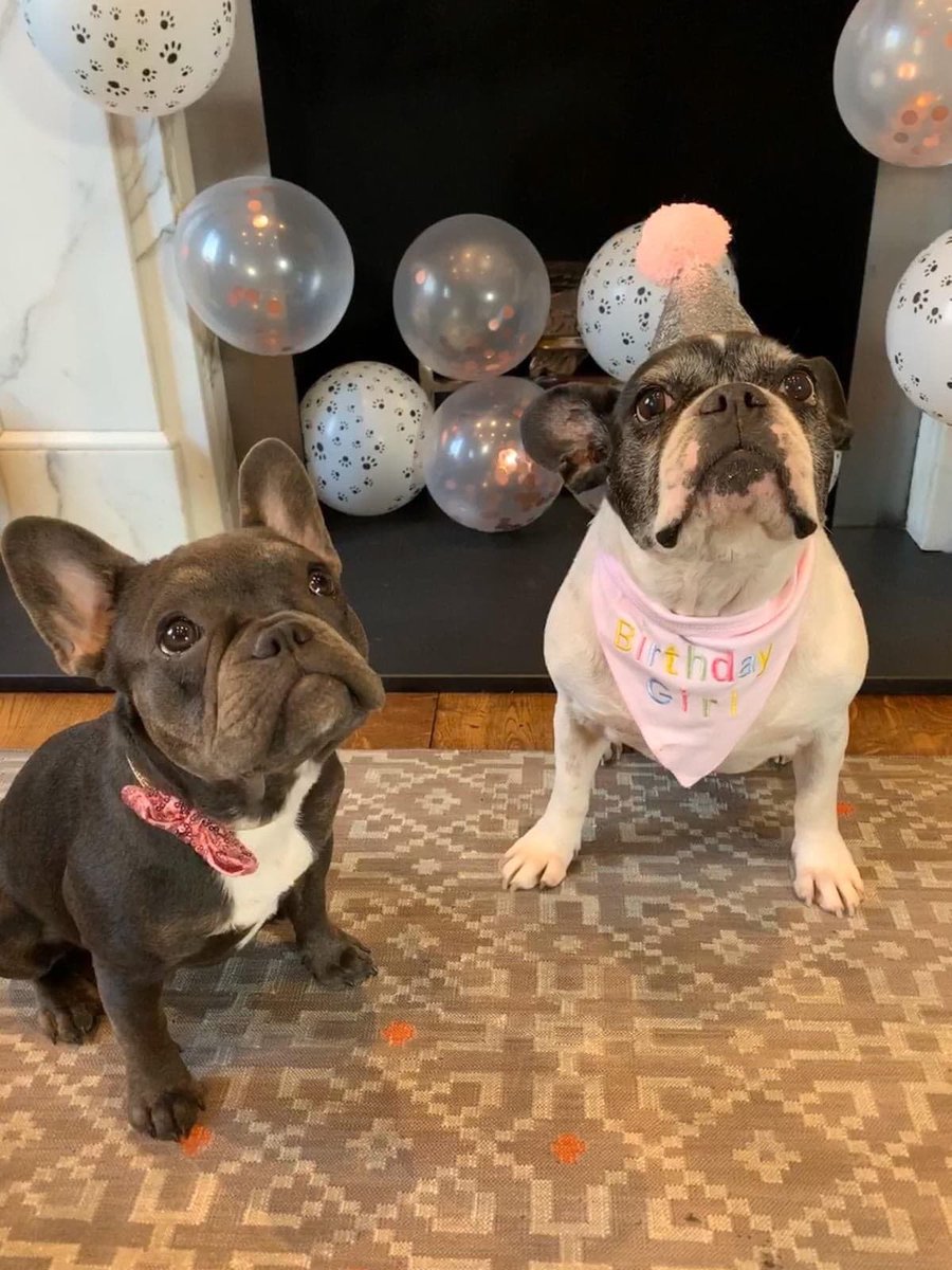 westminsterwags's tweet photo. Wishing our gorgeous client, Coco, a belated 11th birthday! 🎁🎉🎁
We absolutely adored these pictures of her celebrating with her little sister Frieda at the weekend! 
Miss you, ladies and bon anniversaire, Coco x 
#WagsFamily https://t.co/F64ROcAtqd