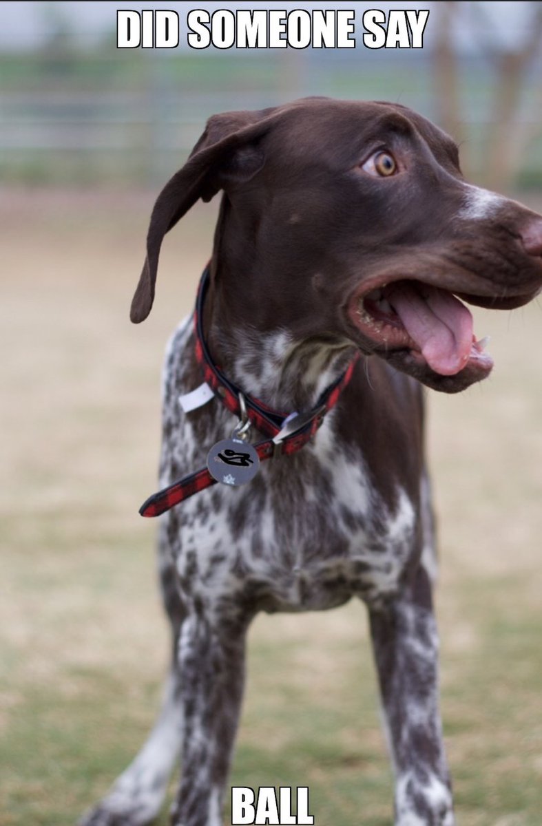 letsdawgaboutit's tweet photo. My puppy Pongo is crazy for some tennis balls!!  
#gspproblems #pongopig #MCO435 https://t.co/EqDFlKGoza