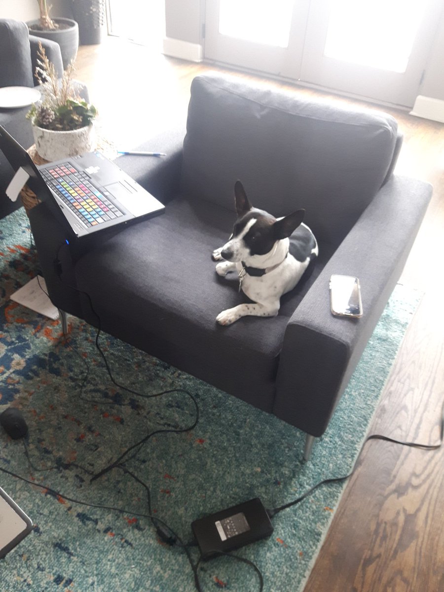 Someone's taken over my WFH space.