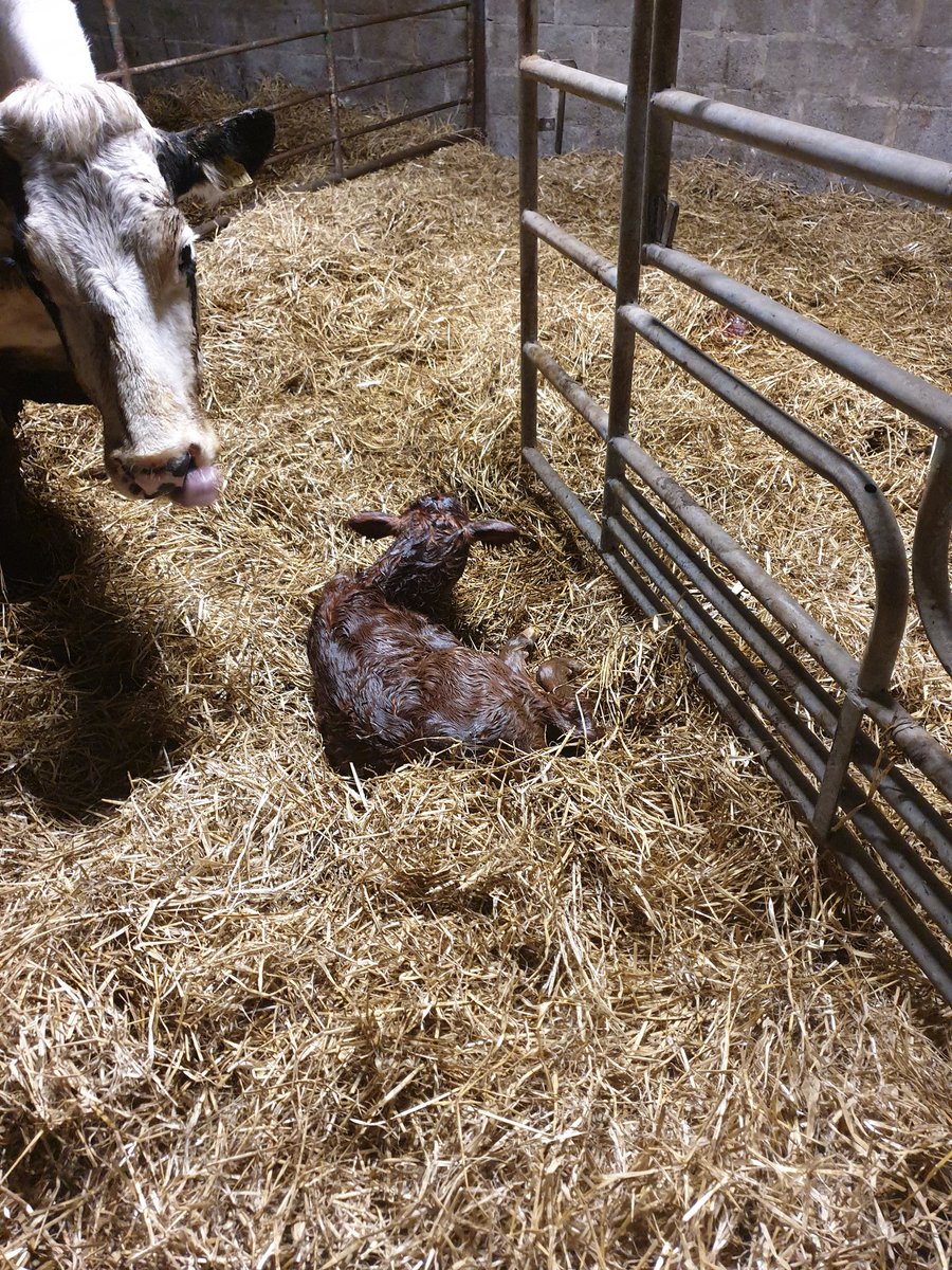 PhilipTyndall's tweet image. And then there was 3!  *stragglers* 
#calving20