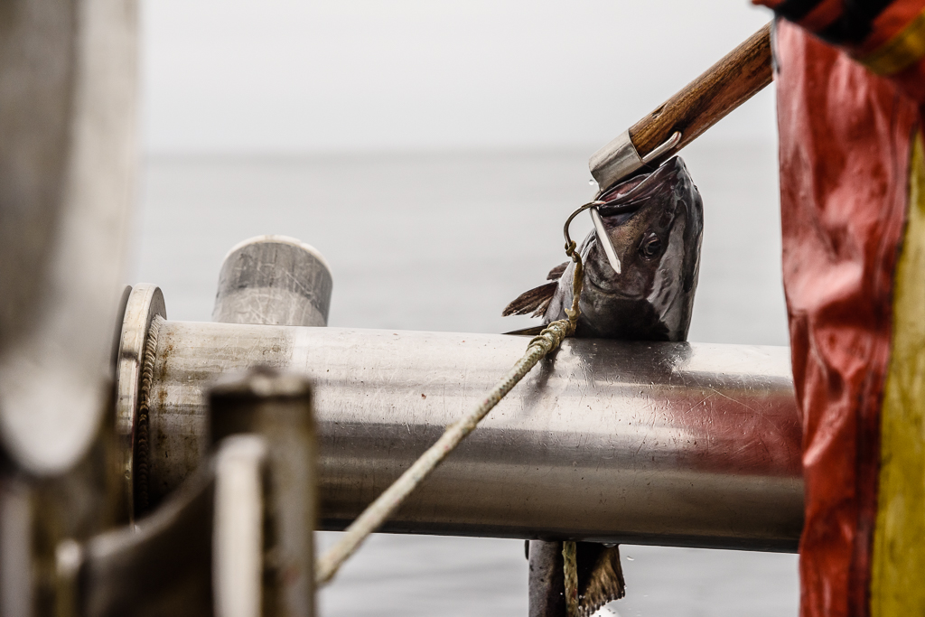 MBFishTrust's tweet photo. It's a new week, which means a new set of options to get your wild, clean protein fix! Help your #body and #community stay #resilient 💫
https://t.co/gIjANtlVl1
We're updating this page regularly, so 🏷️ bookmark it!
#covid19 #localfood #seafood #sustainable #hooktocook https://t.co/ib7seGpXGi