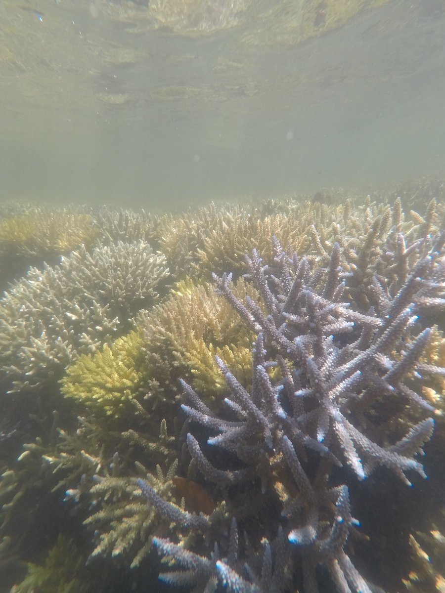 As if temperature and pH weren't enough: Has ocean deoxygenation already been driving #coral reef declines? Our new Perspective is finally out nature.com/articles/s4155… <a href="/uts_c3/">UTS C3</a> <a href="/UTS_Science/">UTS Science</a> <a href="/reefgenomics/">Christian R Voolstra</a> @FRAG_C3 <a href="/alderdice_r/">Rachel Alderdice</a> <a href="/MicroSensing/">MicroEcology Lab</a> Get measuring your reef O2 folks!
