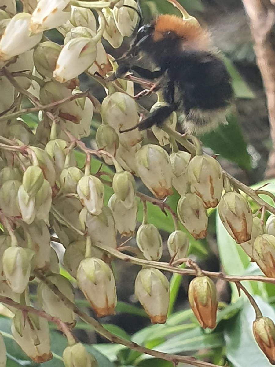 SharonEnv1's tweet photo. Spotted this lovely Tree Bumblebee in the garden today - bit of a punk rock look going on here or is it just me who thinks that πππ #SpringWatch #bees #nature #wildlifefrommywindow #treebumblebee #beewilding #TuesdayMotivation #StayHome #wildlifewatching #naturetherapy https://t.co/LzQRYGiFpl