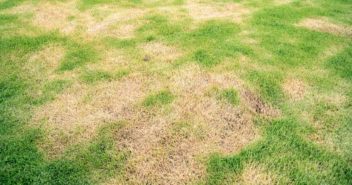 MowersDirect's tweet photo. Are you starting to see brown spots on your lawn? It might just be because your lawn’s going dormant… or it might be because of lawn fungus. #PEDtips
https://t.co/ZKxfJ3GTSt https://t.co/3DoGp3zV6q