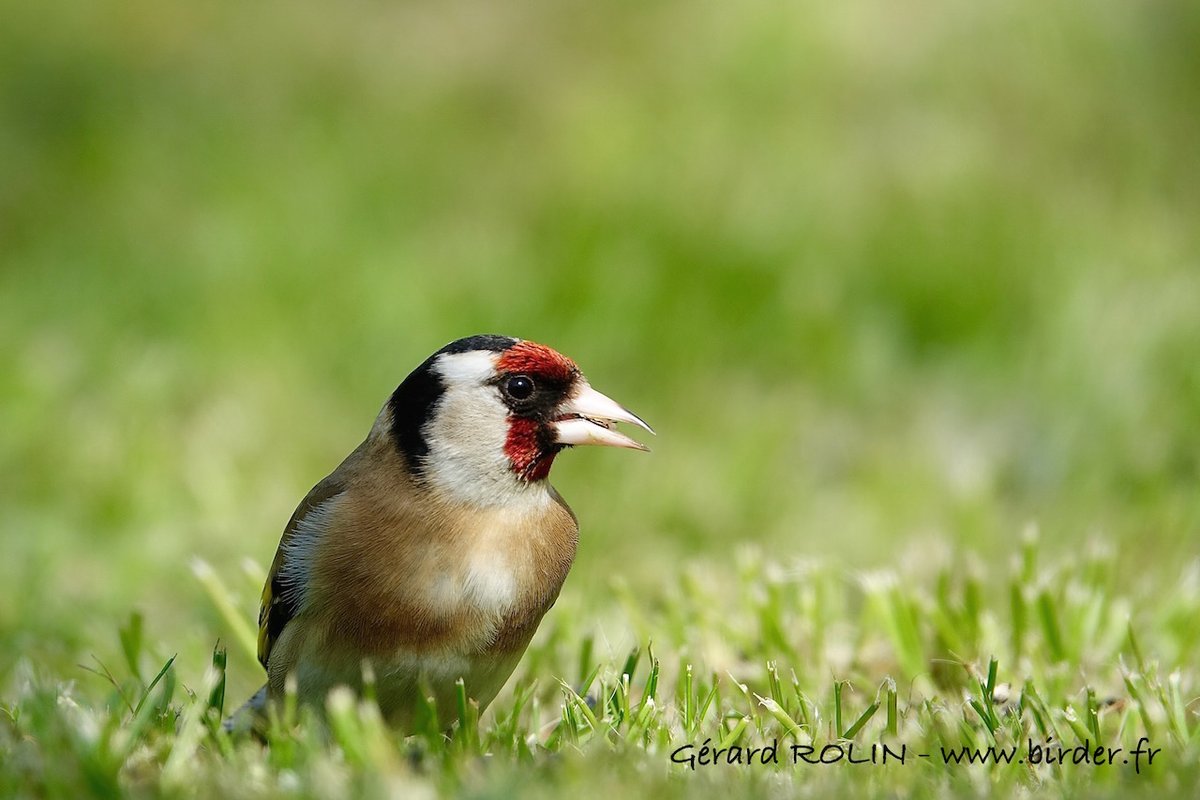 Birder52220's tweet photo. Chardonneret élégant dans mon jardin, 28 mars. Goldfinch in my garden. #birds #birdwatching #oiseaux #nature #NaturePhotography #TwitterNatureCommunity https://t.co/2p8b1eVZ4I