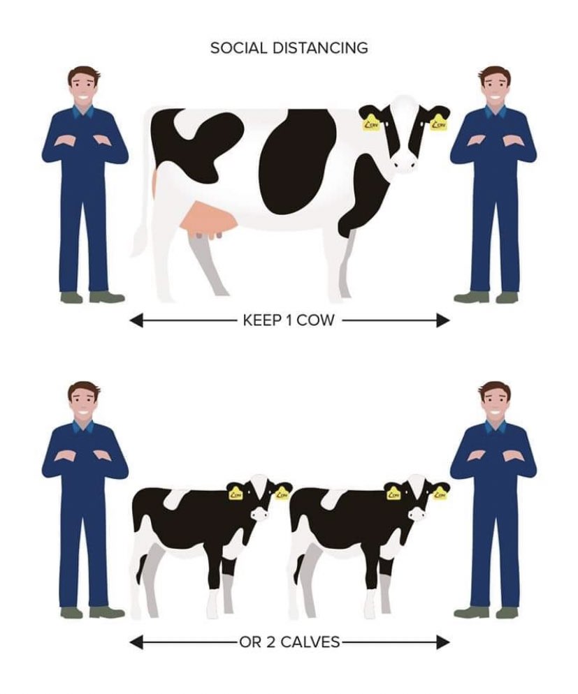 Perfect explanation for all my dairy friends! #PhysicalDistancing #COVID19