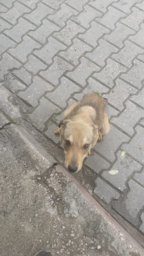 Please help this little animal that it needs food and water. Please help. There are thousands of stray animals that have neither food nor water. Please help, even at a small price.⁦🙏🏼⁩⁦🙏🏼⁩⁦🙏🏼⁩⁦🙏🏼⁩⁦🙏🏼⁩⁦🙏🏼⁩⁦🙏🏼⁩⁦🙏🏼⁩⁦🙏🏼⁩⁦🙏🏼⁩🚨🚨🚨🚨🚨🚨🚨🚨🚨🚨🚨🚨🚨🚨🚨😭😢😢😭
