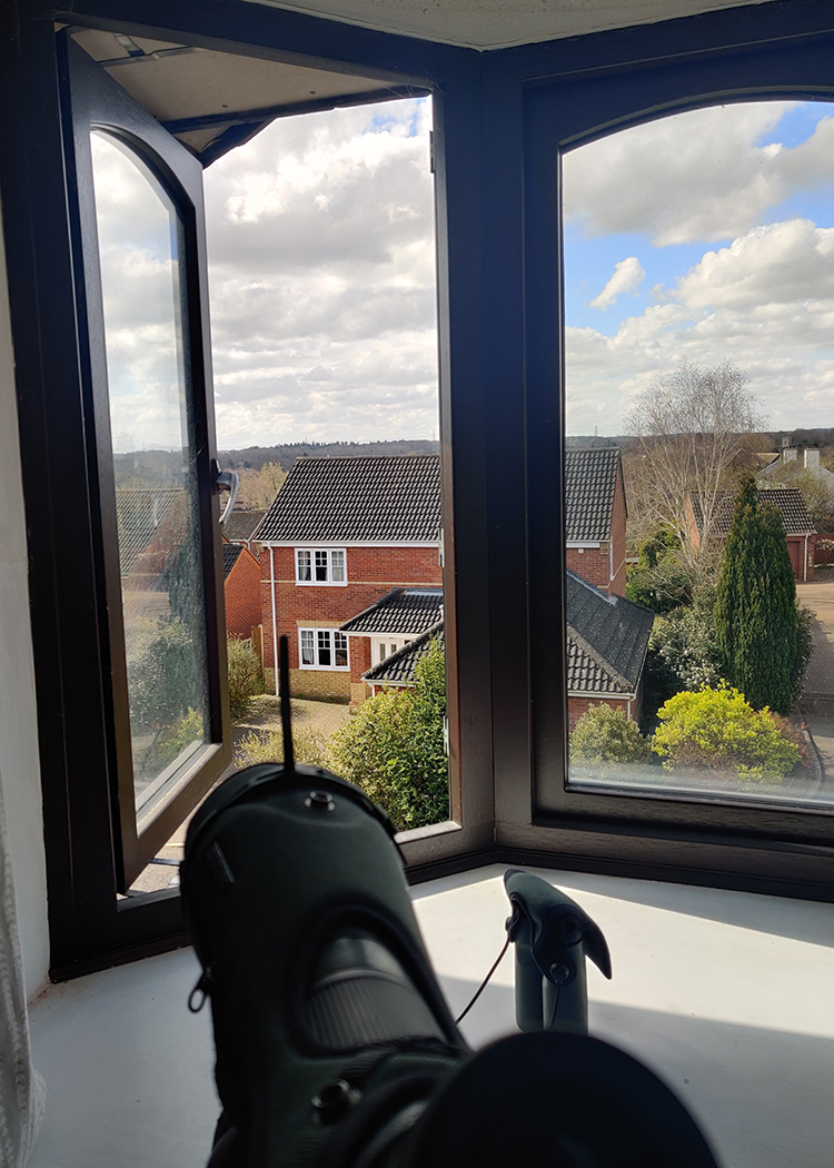 Luscinia61's tweet photo. In solidarity with @flywaychampions I moved my home office to overlook the garden feeders and did a skywatch in my coffee break - 13 species; not exactly the bird filled skies of Israel, but today was never about numbers #BWKM0 #COTF2020 #SteppeUpForEagles https://t.co/3y10MIhQR1