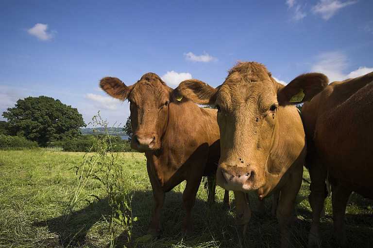 Meat Box tweet media