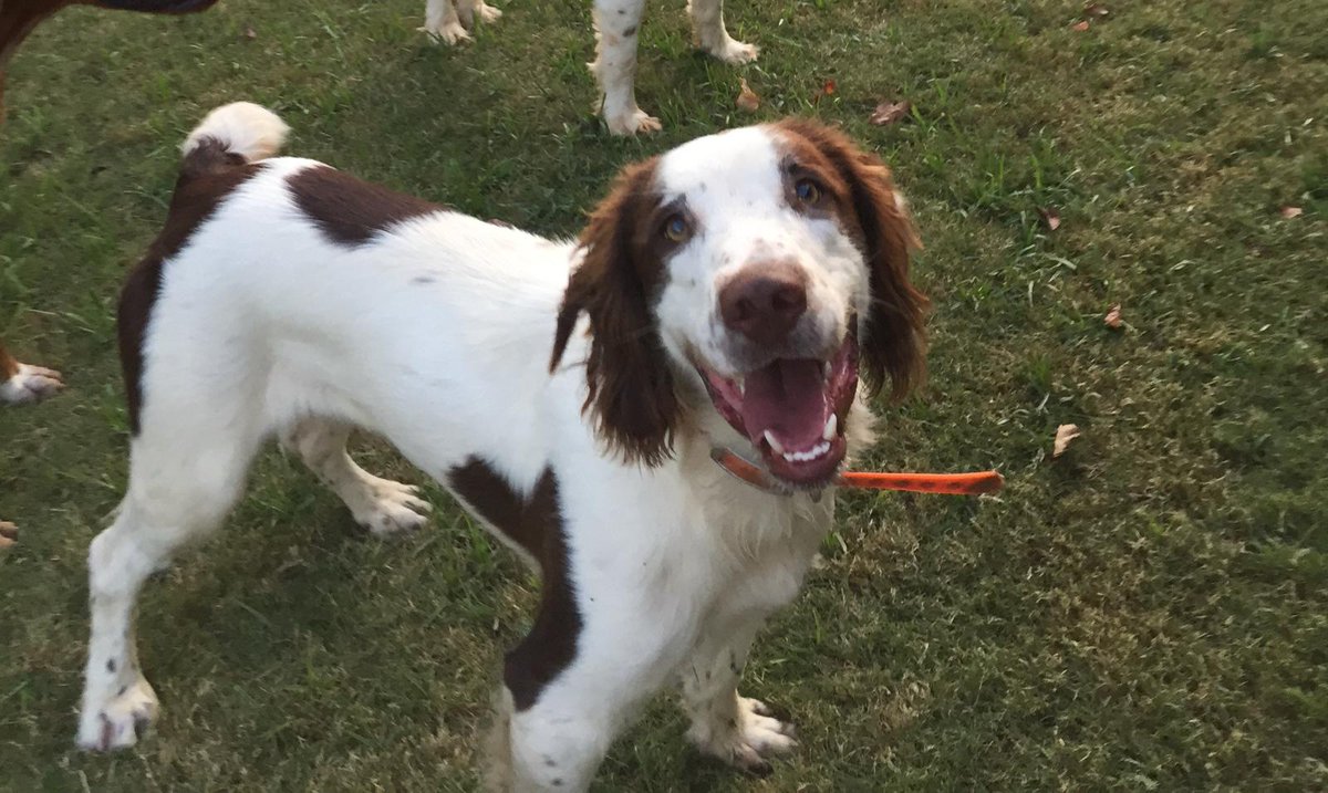 ana_charlo99's tweet photo. Perdido Springer Spaniel por el casco antiguo de Mairena del Aljaraje, cerca del Bar El Mudo. Si lo encontraran por favor contactar con 629659479 ó 606986793.
Agradecemos cualquier tipo de información o DIFUSIÓN
¡Muchas Gracias! 
@mairenAljarafe @PoliciaMairena https://t.co/V6nLShZoNg