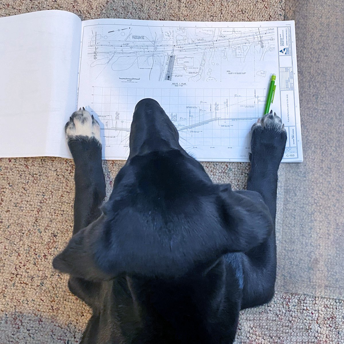woodardcurran's tweet photo. Our engineer's new coworker is diving into #wastewater consulting paws first! πΎ #PetsofWC #WFH https://t.co/wzM84ndE41