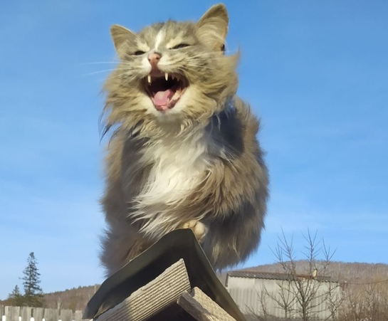 catsscrapers,,, (@catsscrapers) on Twitter photo 