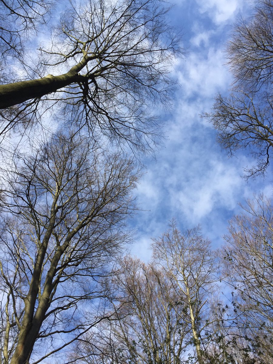 LilliKlein100's tweet photo. Nature. #nofilterneeded #naturelover #enjoyingthesunshine #NaturePhotography #shihtzulilli #shihtzulovers #DogsofTwittter #dogsarelove #dogsarefamily #walkintheforrest https://t.co/RcZi2TPqT8