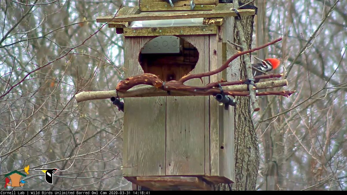 WBU_Owls's tweet photo. 14:18 3/31 A male (note the red stripe on the cheek) Pileated Woodpecker stops by the nest tree.  Perhaps a different  tree would have been a better choice? https://t.co/M0Zip8Jig0