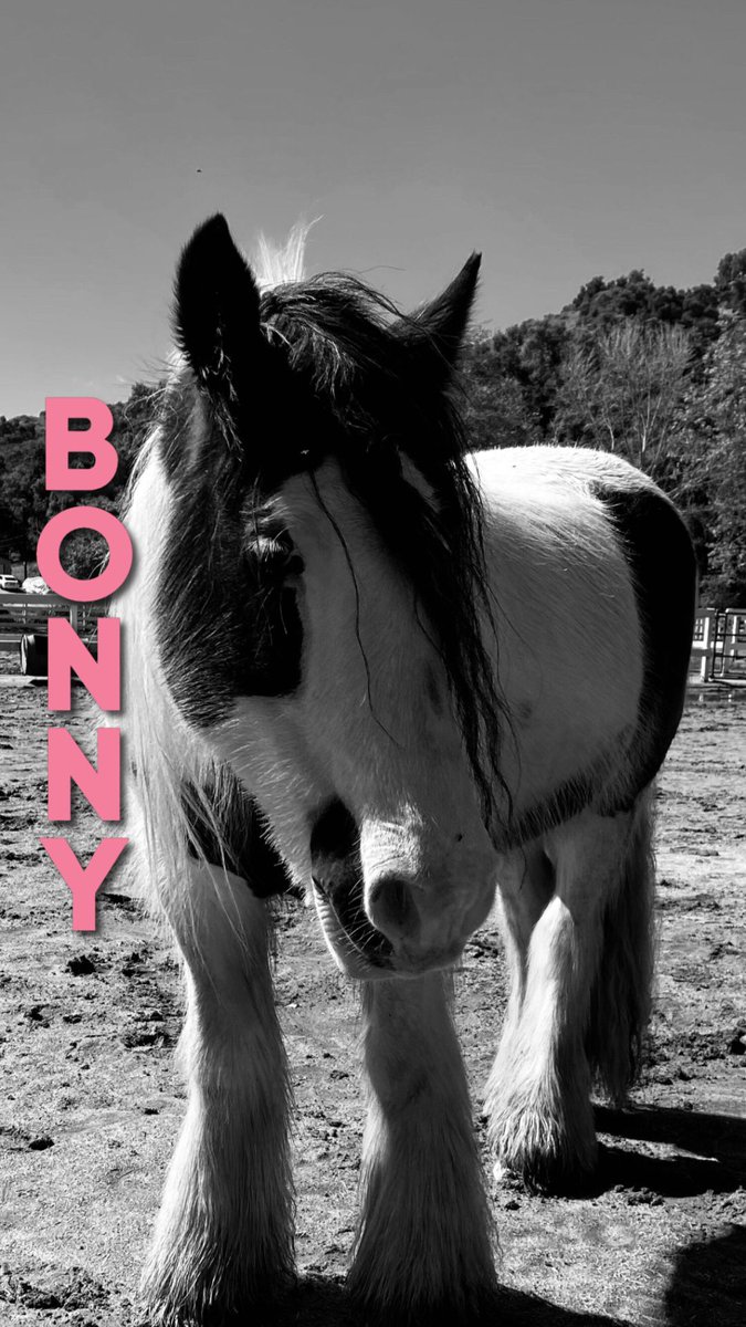 reinsprogram's tweet image. Our #GyspyVanner Bonny has a sturdy build allows her to be ridden by some of our adult riders and her wonderful willing demeanor makes her a great candidate for independent riding lessons. any donation will have a direct impact on our program during this time ❤️🐴