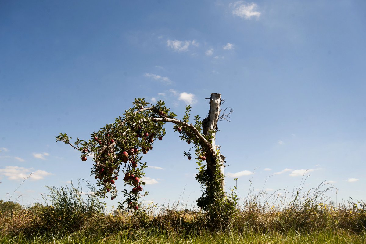 Young Newton spent endless hours alone in nature, in pensive absorption. Once he saw an apple fall from a tree, and realized that it responded to the same force as the moon orbiting the earth, which led him to a theory of gravity  https://trib.al/2ipk2f4 