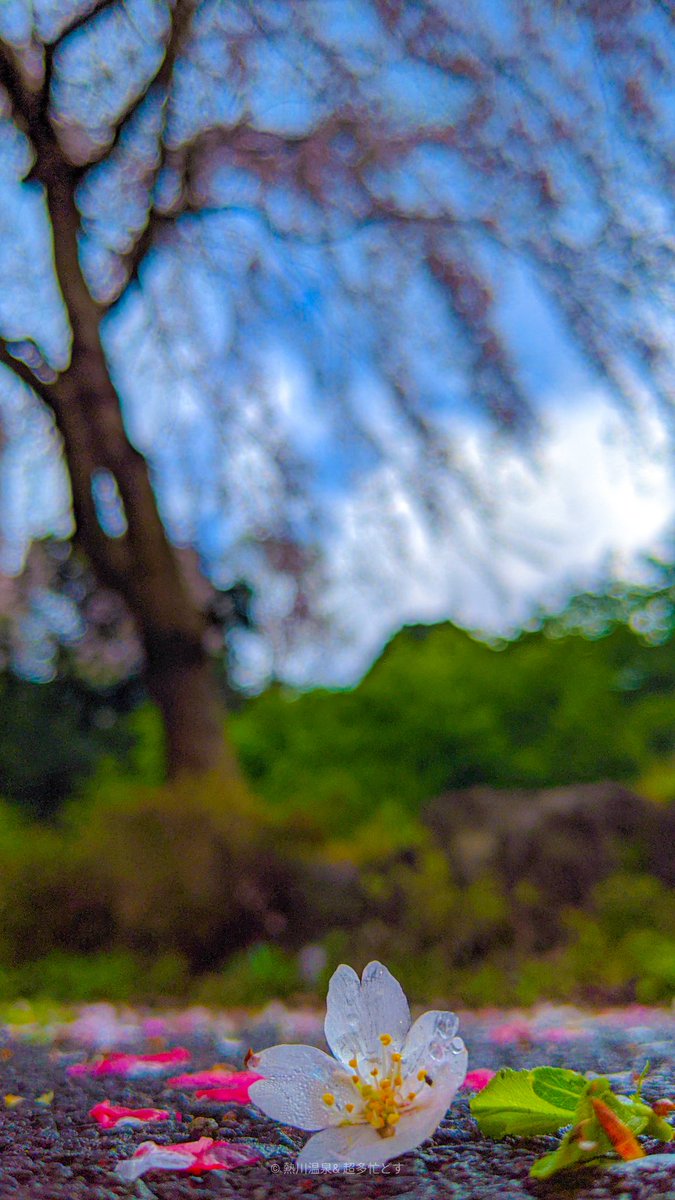 kaisyunrou's tweet photo. ＿＿＿＿＿    　　　　　　　　　　　　   ＿＿＿＿＿

　　　　　       花冷えて . ..
　　　　　　　　　　　　 
　　　　　　　　　　　　　　卯月 . .. https://t.co/zah4103puO