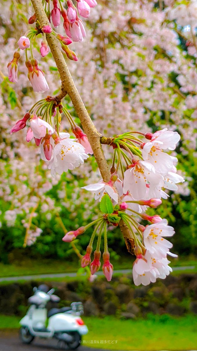 kaisyunrou's tweet photo. ＿＿＿＿＿    　　　　　　　　　　　　   ＿＿＿＿＿

　　　　　       花冷えて . ..
　　　　　　　　　　　　 
　　　　　　　　　　　　　　卯月 . .. https://t.co/zah4103puO