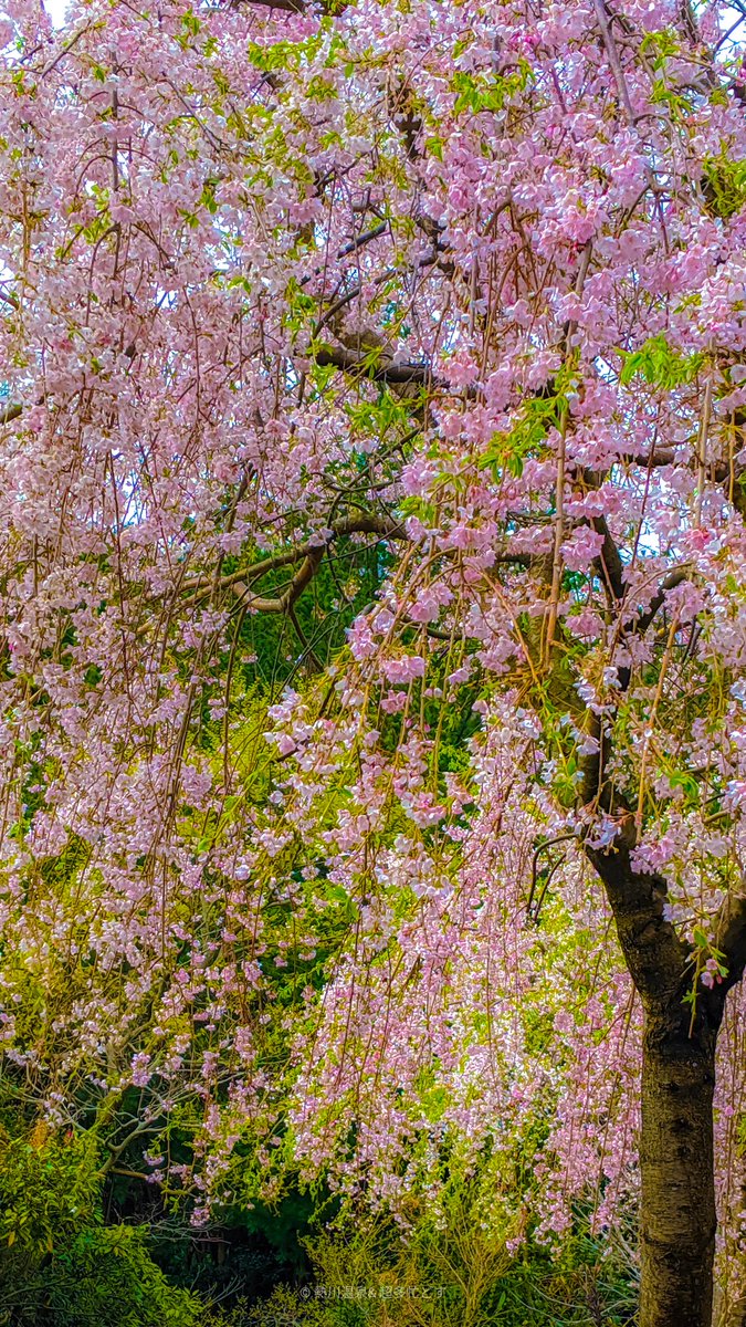 kaisyunrou's tweet photo. ＿＿＿＿＿    　　　　　　　　　　　　   ＿＿＿＿＿

　　　　　       花冷えて . ..
　　　　　　　　　　　　 
　　　　　　　　　　　　　　卯月 . .. https://t.co/zah4103puO