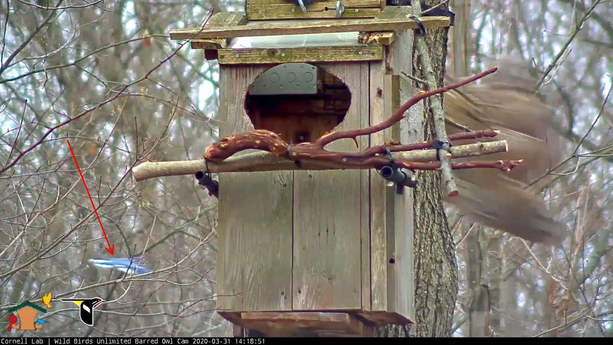 WBU_Owls's tweet photo. 14:18 3/31 Sure enough, the male Barred Owl doesn't enjoy visitors to the nest box tree. You can see the brown blur as it chases the Pileated   Woodpecker away. And in the next shot, you see the owl and the Blue Jay that thinks it is chasing the Barred Owl away. https://t.co/5lF5xO0pIo