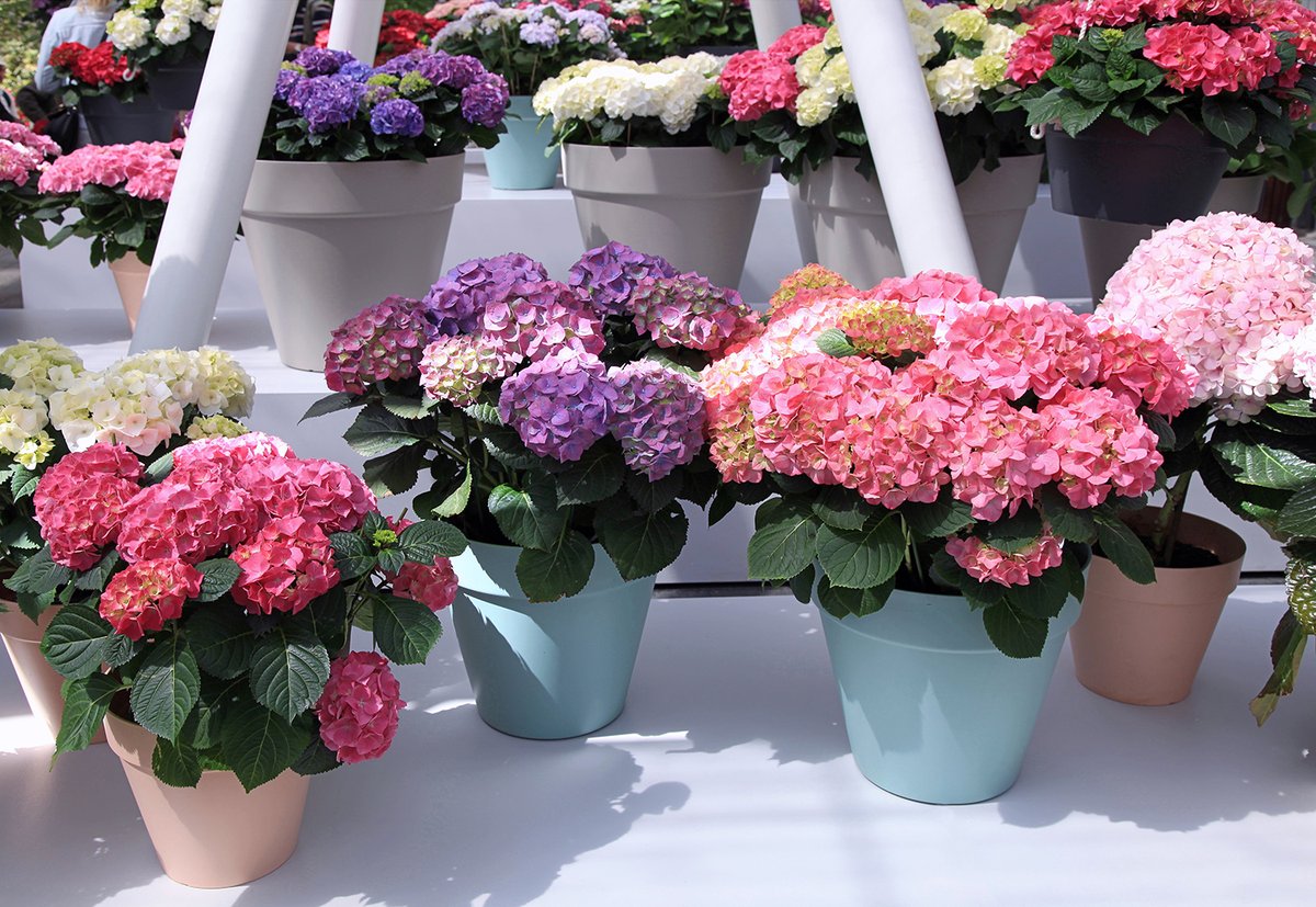 PickOntario's tweet photo. Florists, retailers and even some farms are offering phone and online ordering and zero-contact deliveries or pickups. We encourage you to (safely) support your local floral businesses at this time when we all could use a little extra happiness in our lives 🌷 https://t.co/fIieOW7MN5