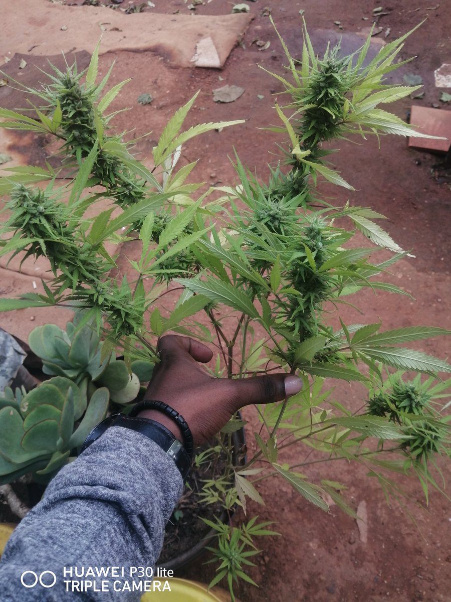 My plantation is coming up alright will be harvesting soon