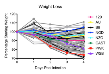 TheMenacheryLab's tweet photo. Lost my temper today with a friend about social distancing. He's young & not worried about infecting people. I sent him this graph, adapted from a @LisaGralinski paper (https://t.co/0frQbqAdih). These are genetically diverse young mice infected with #SARS1. https://t.co/cvuttYVcKM