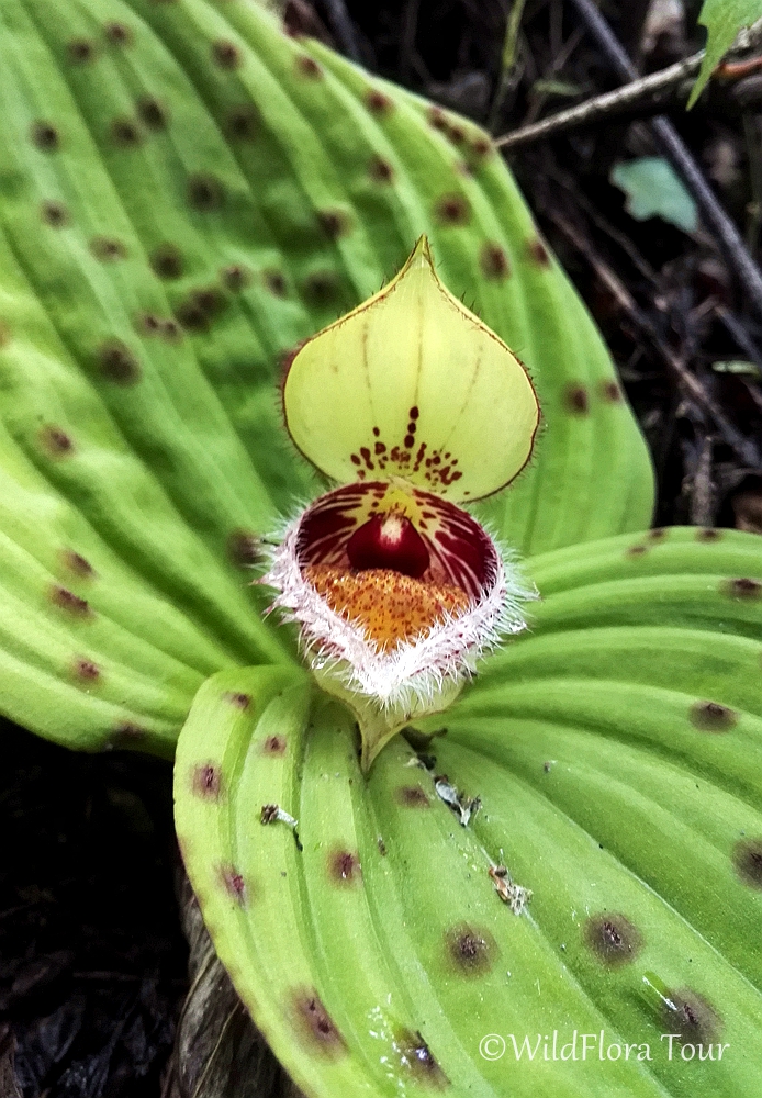 Cypripedium fargesii，found in thickets , sparse woods, grassy slopes with humus-rich soils; alt. 1900-3200 m.  Gansu, Hubei and Sichuan in China. #Chinawildplant #Cypripedium #orchid