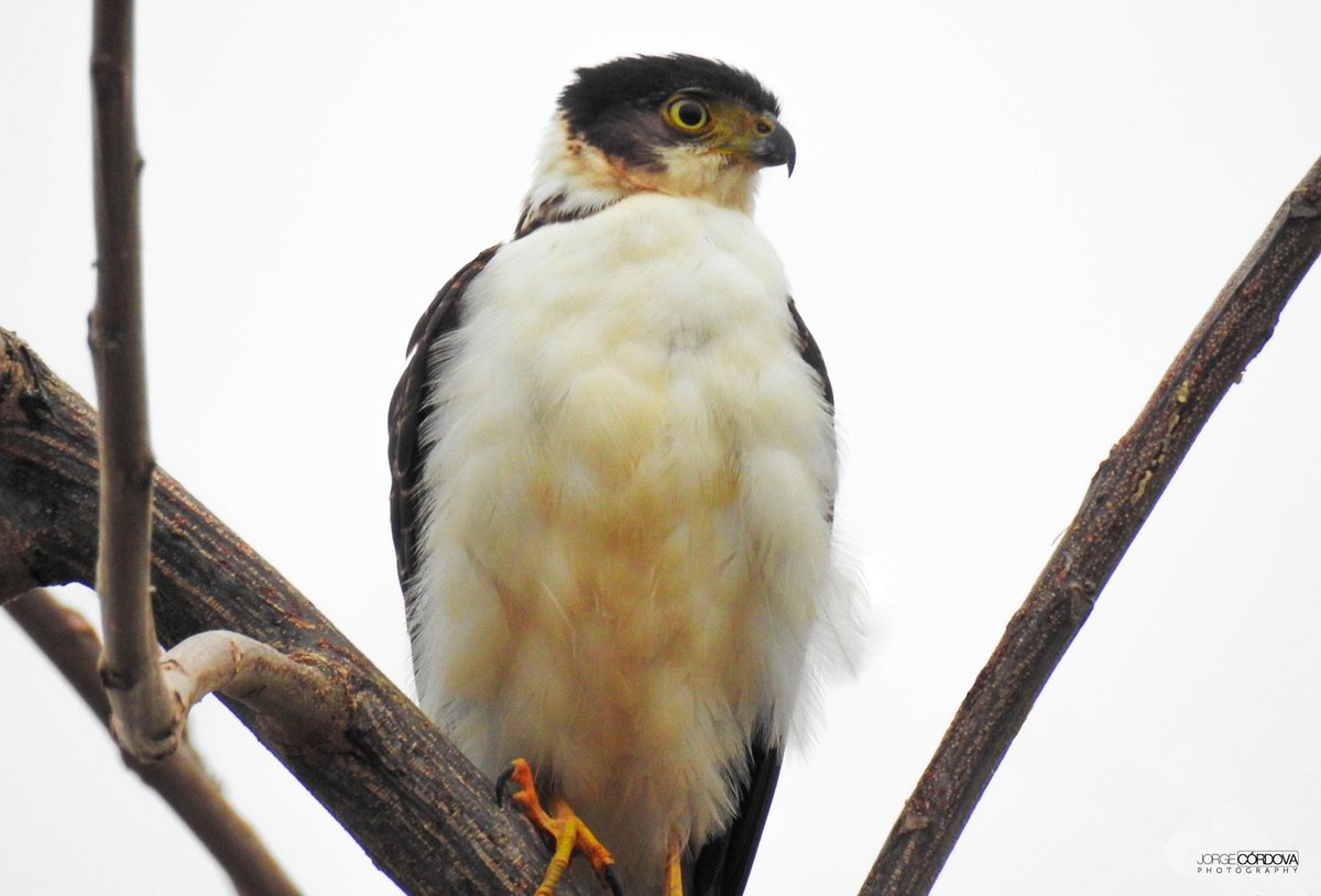 Joancordovag's tweet photo. Specie's photo: 𝘈𝘤𝘤𝘪𝘱𝘪𝘵𝘦𝘳 𝘣𝘪𝘤𝘰𝘭𝘰𝘳 (Bicolored Hawk)
Conservation status (ECU): LC
#YoMeQuedoEnCasa #QuedateEnCasa #nature #birds
#JuntosNosCuidamos #landscape
#Ecuador #AvesDesdeCasa #bioconocimiento #BioWeb #allyouneedisnature #NaturePhotography
© @Joancordovag https://t.co/CPuj1pBfhI