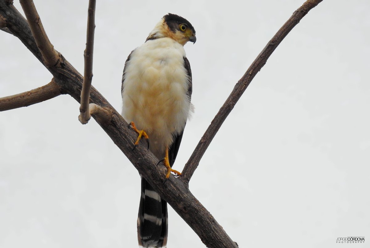 Joancordovag's tweet photo. Specie's photo: 𝘈𝘤𝘤𝘪𝘱𝘪𝘵𝘦𝘳 𝘣𝘪𝘤𝘰𝘭𝘰𝘳 (Bicolored Hawk)
Conservation status (ECU): LC
#YoMeQuedoEnCasa #QuedateEnCasa #nature #birds
#JuntosNosCuidamos #landscape
#Ecuador #AvesDesdeCasa #bioconocimiento #BioWeb #allyouneedisnature #NaturePhotography
© @Joancordovag https://t.co/CPuj1pBfhI
