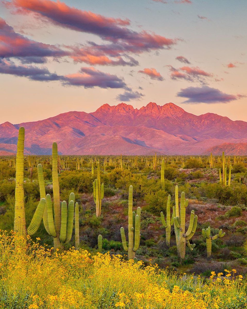 FOX10Phoenix's tweet photo. Arizona = Cacti, mountains, wildflowers and a sunset. What more do you need? 🙏🌄 Credit: https://t.co/JtG4S3AuAQ https://t.co/2CAjdQAgrO