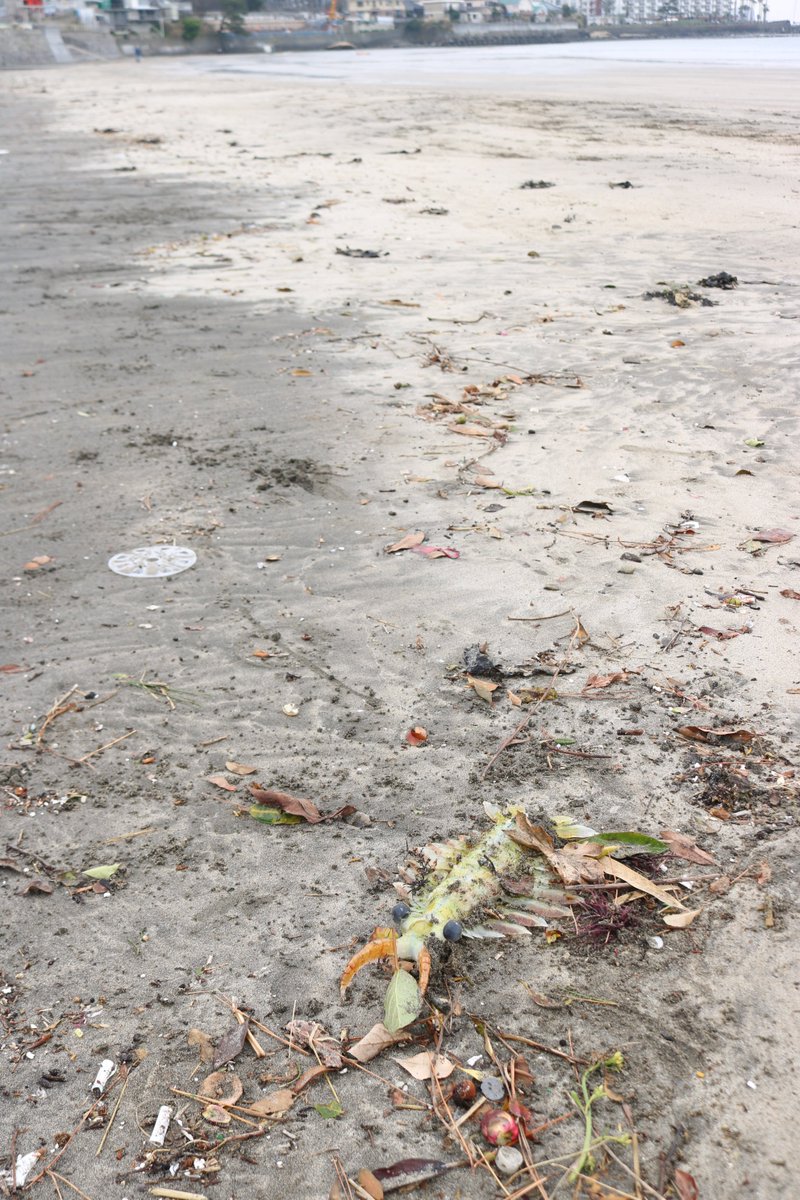 ビーチコーミングでアノマロカリス 食レポつき Togetter